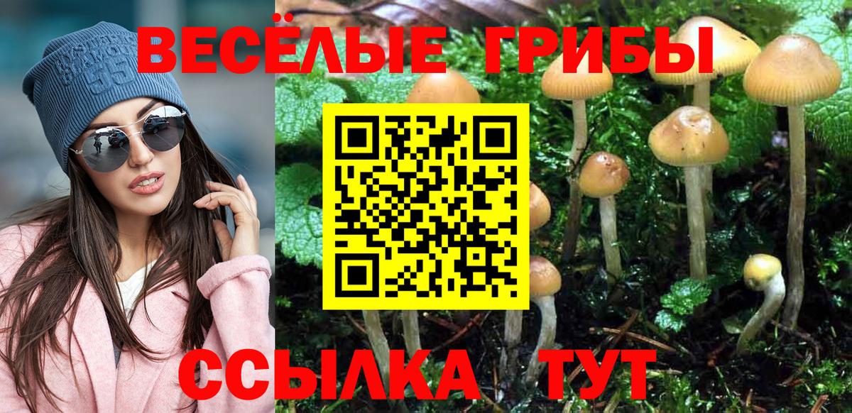 Псилоцибиновые грибы Psilocybine cubensis Карабулак